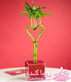 گیاهان آپارتمانی 